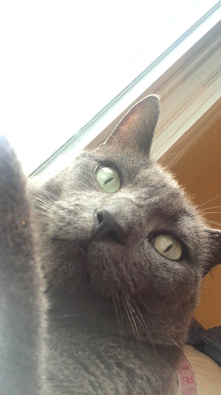 Butterball is registered to the contest to win money with this photo: asian, british_shorthair, carnivore, cat, chartreux, close_up, domestic_short_haired_cat, ear, eye, felidae, kitten, korat, mammal, nebelung, nose, russian_blue, small_to_medium_sized_cats, snout, vertebrate, whiskers