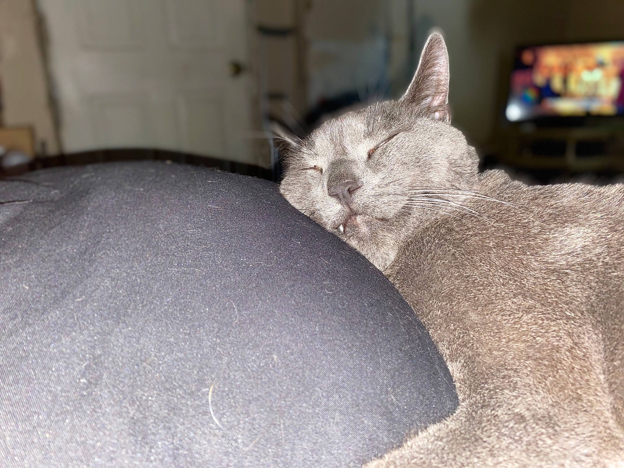 Butterball joined the competition — help win amazing prizes! asian, british_shorthair, burmilla, carnivore, cat, devon_rex, domestic_short_haired_cat, fawn, felidae, korat, russian_blue, small_to_medium_sized_cats, snout, tail, whiskers