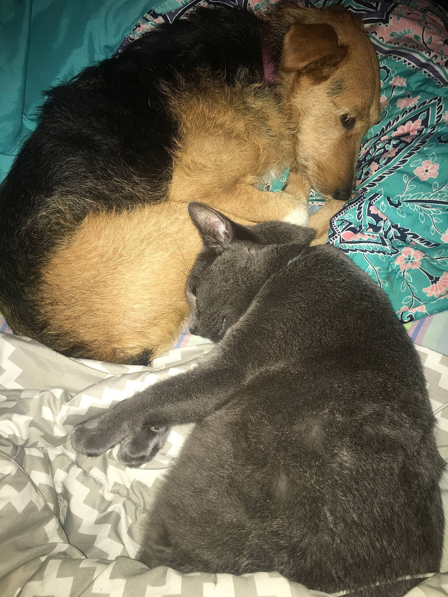 Butterball joined the competition — help win amazing prizes! canidae, carnivore, cat, dog_breed, ear, fawn, felidae, fur, nap, sleep, snout, whiskers