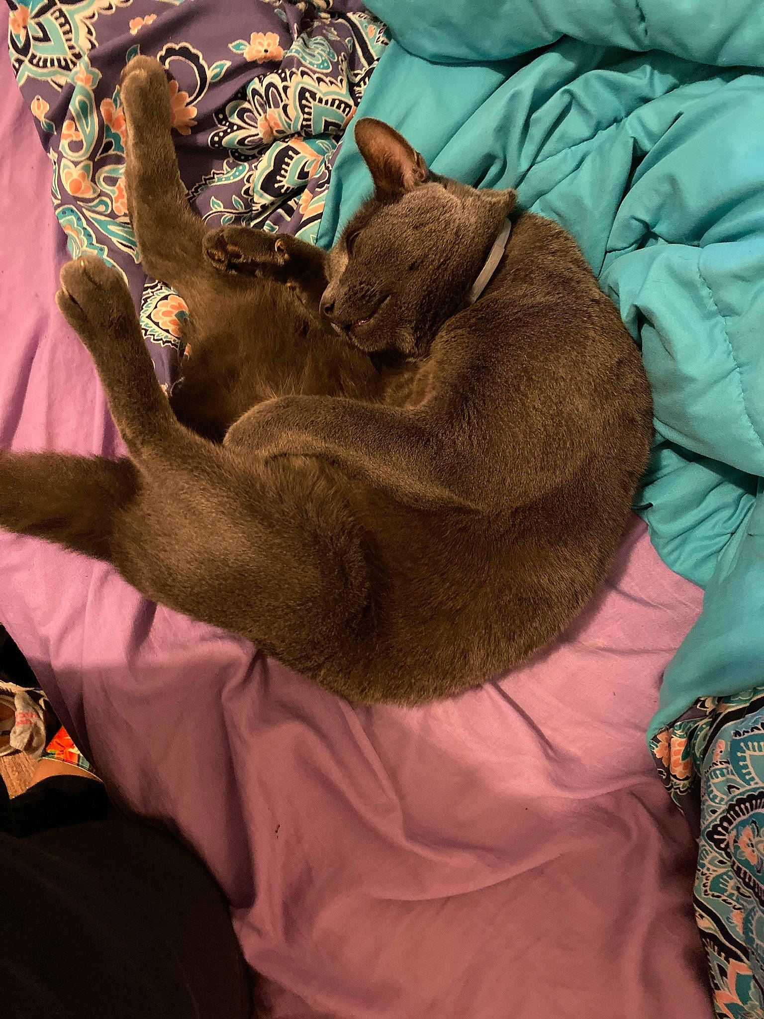 Butterball joined the competition — help win amazing prizes! carnivore, cat, fawn, felidae, small_to_medium_sized_cats, whiskers