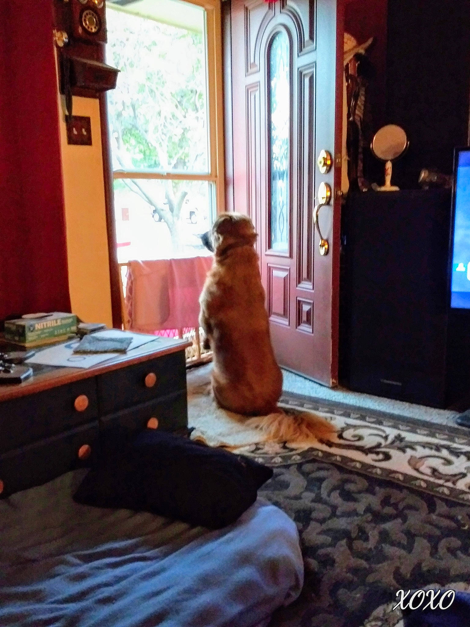 Bandit joined the competition — help win amazing prizes! blue, brown, building, cabinetry, carnivore, clock, comfort, companion_dog, dog, fawn, felidae, floor, flooring, hardwood, house, longcase_clock, picture_frame, table, window, wood