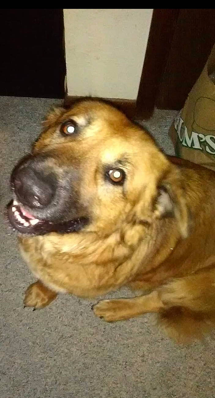 Bandit is registered to the contest to win money with this photo: box, canidae, carnivore, companion_dog, dog, dog_breed, fawn, fur, guard_dog, liver, pet_supply, plastic_bag, shipping_box, snout, sporting_group, terrestrial_animal, whiskers, working_animal, working_dog