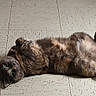cat, feline, pet, fur, fluffy, brown, gray, lying_down, belly_up, paws, tail, whiskers, eyes, indoor, floor, tile, relaxed, playful, cute, animal