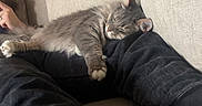 Kitty Baby is registered to the contest to win money with this photo: cat, gray_cat, sleeping, couch, sofa, legs, relaxation, indoor, home, cozy, furniture, person, casual_clothing, decor, woven_baskets, resting, pet, animal, comfortable, nap