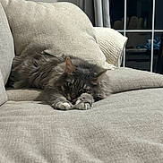 Kitty Baby joined the competition — help win amazing prizes! cat, gray_cat, fluffy, pet, animal, feline, couch, sofa, indoor, home, window, curtains, relaxing, resting, paws, cozy, furniture, looking, evening, domestic