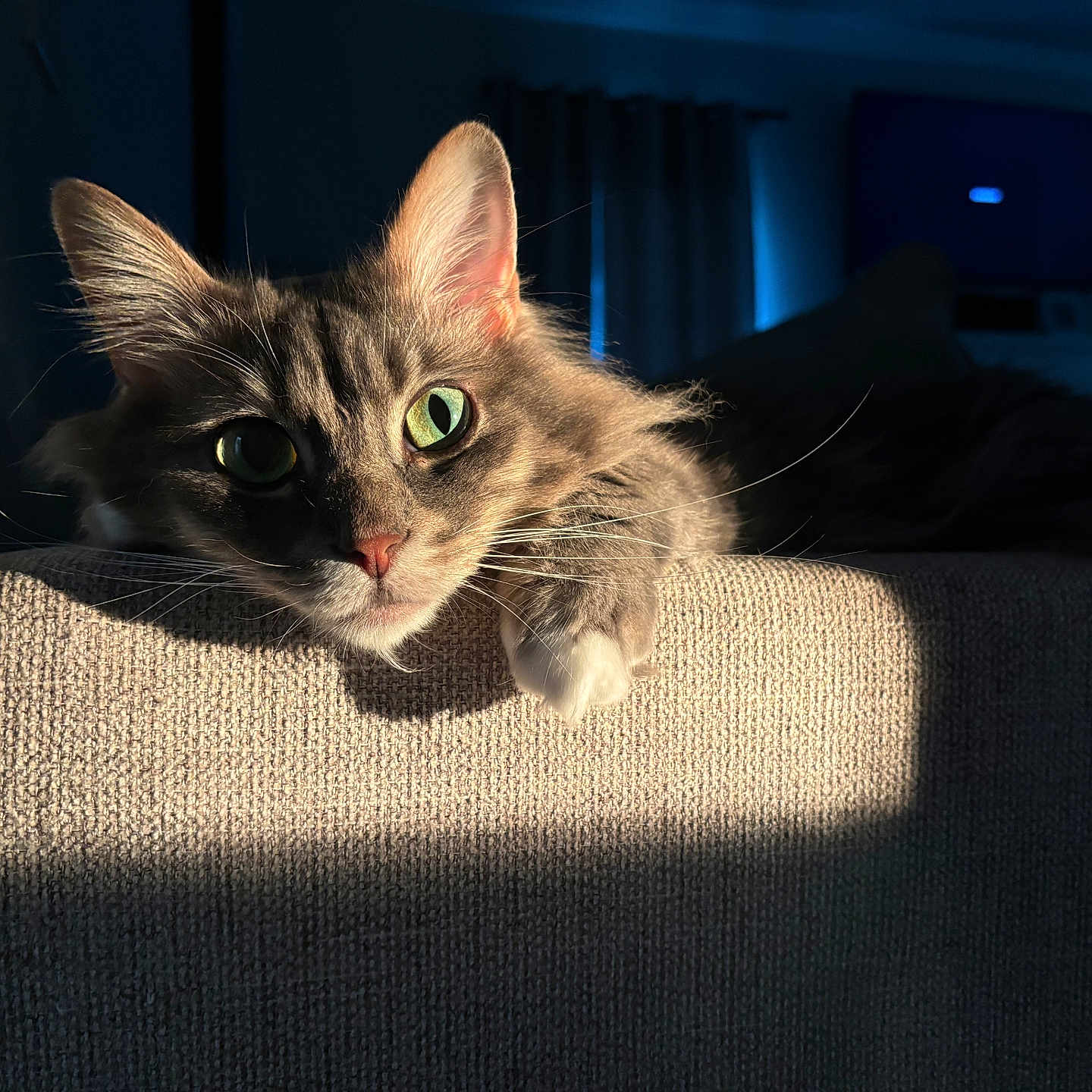 Kitty Baby