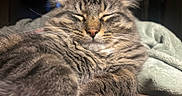 Mowgli is registered to the contest to win money with this photo: cat, tabby, sleeping, close_up, fur, whiskers, pet, animal, cozy, blanket, relaxed, nap, indoor, cute, mammal, feline, soft, ears, resting, peaceful