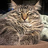 cat, tabby, sleeping, close_up, fur, whiskers, pet, animal, cozy, blanket, relaxed, nap, indoor, cute, mammal, feline, soft, ears, resting, peaceful