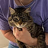 Mowgli joined the competition — help win amazing prizes! cat, glasses, person, purple_shirt, hand, indoor, tabby_cat, pet, feline, holding, portrait, cute, funny, accessory, face, whiskers, casual_clothing, jewelry, home, closeup