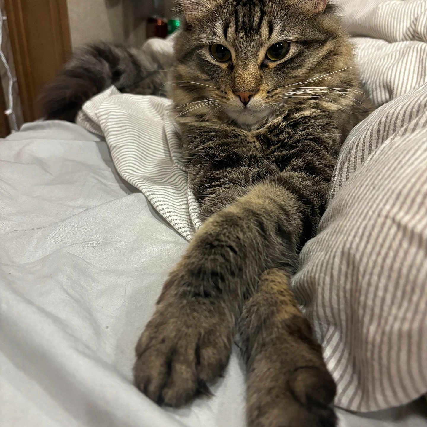 Mowgli is registered to the contest to win money with this photo: cat, tabby, pet, animal, feline, bed, bedding, striped, fur, paws, stretching, indoor, cozy, relaxed, whiskers, ears, closeup, portrait, cute, sleepy