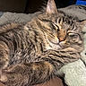 Mowgli joined the competition — help win amazing prizes! cat, tabby, sleeping, cozy, fluffy, pet, animal, whiskers, fur, close_up, blanket, resting, indoor, cute, relaxed, paw, striped, mammal, soft, nap