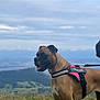 accessories, animal, boxer, bulldog, canine, cloud, dog, grass, harness, hound, nature, outdoors, pet, plant, policedog, puppy, sea, sky, strap, water