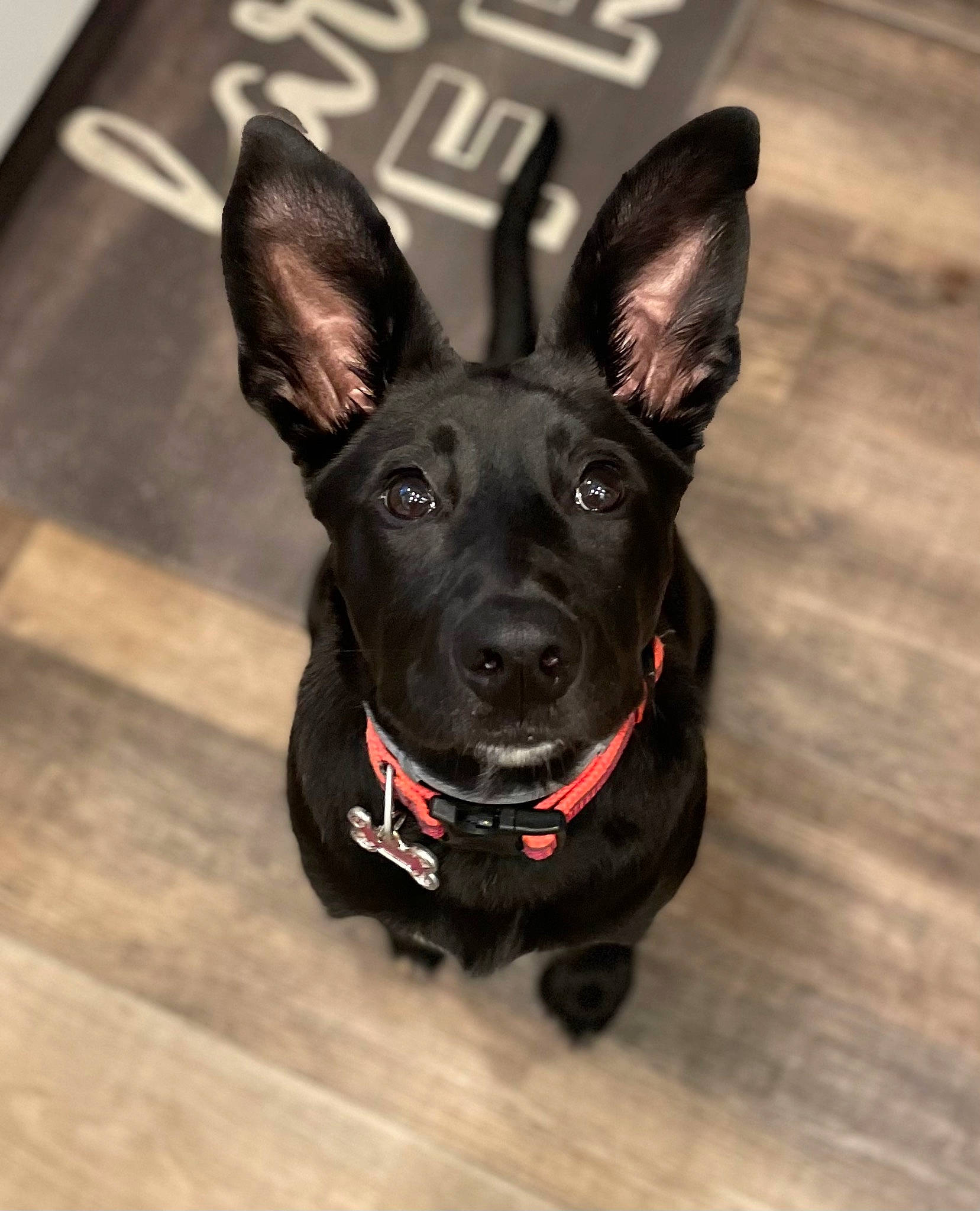 Allie Bama joined the competition — help win amazing prizes! bicycle, canidae, carnivore, collar, companion_dog, dog, dog_breed, dog_collar, dog_supply, ear, fawn, fur, guard_dog, leash, snout, sporting_group, toy_dog, whiskers, wood, working_animal