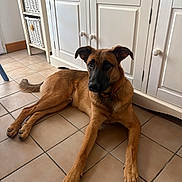 Cookie a rejoint le concours — aidez-le/la à gagner de superbes lots ! dog, animal, pet, indoor, floor, tile, brown, black_snout, cabinet, white, furniture, relaxed, lying_down, ears, tail, collar, paw, home, domestic, canine