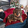 dog, dachshund, wire_haired, pet, blanket, red_blanket, sofa, couch, living_room, christmas_tree, ornament, festive, slippers, collar, tag, human_hand, cozy, portrait, fur, holiday_decor