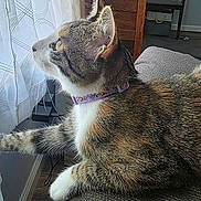 Twinkle joined the competition — help win amazing prizes! cat, tabby, collar, window, curtains, paw, indoor, pet, feline, fur, side_view, resting, domestic_animal, curious, daylight, home, animal, closeup, looking, cozy