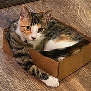 Twinkle joined the competition — help win amazing prizes! animal, cardboard_box, cat, collar, curious, cute, domestic_cat, ears, feline, floor, fur, household, indoor, looking, paws, pet, resting, small_box, tabby_cat, whiskers
