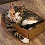 animal, cardboard_box, cat, collar, curious, cute, domestic_cat, ears, feline, floor, fur, household, indoor, looking, paws, pet, resting, small_box, tabby_cat, whiskers