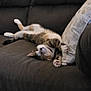 Twinkle is registered to the contest to win money with this photo: cat, sleeping, couch, pillow, indoor, relaxed, pet, feline, cozy, fur, tabby, whiskers, paw, home, resting, animal, domestic, cute, comfortable, upside_down