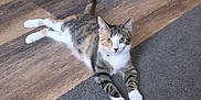 Twinkle is registered to the contest to win money with this photo: animal, calico_cat, carpet, cat, curious, cute, domestic_animal, ears, feline, fur, home, indoor, laying_down, looking_at_camera, paws, pet, relaxed, tail, whiskers, wooden_floor