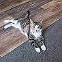 Twinkle is registered to the contest to win money with this photo: cat, calico_cat, animal, pet, feline, indoor, carpet, wooden_floor, relaxed, curious, whiskers, ears, paws, tail, fur, domestic_animal, cute, looking_at_camera, laying_down, home