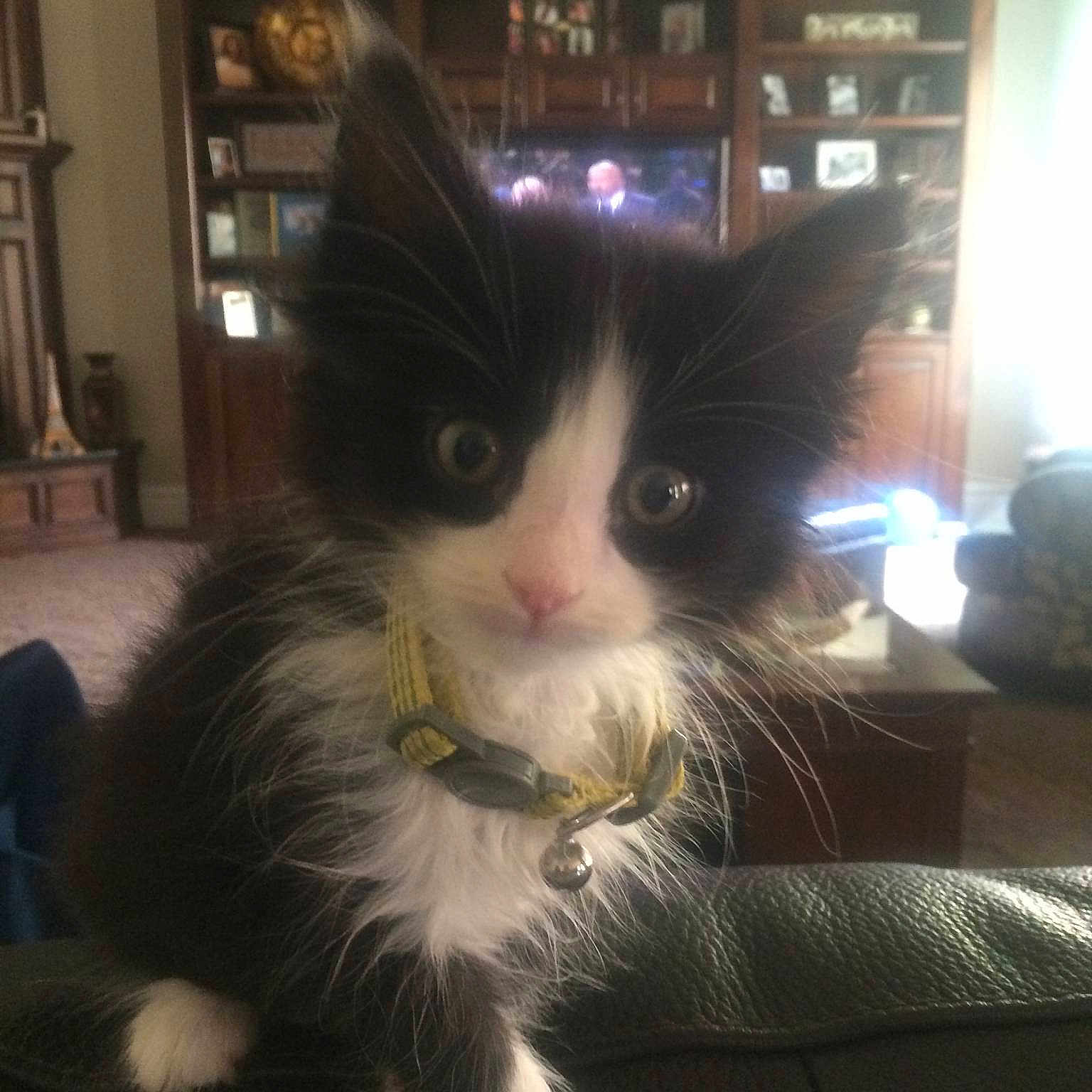 Socks is registered to the contest to win money with this photo: