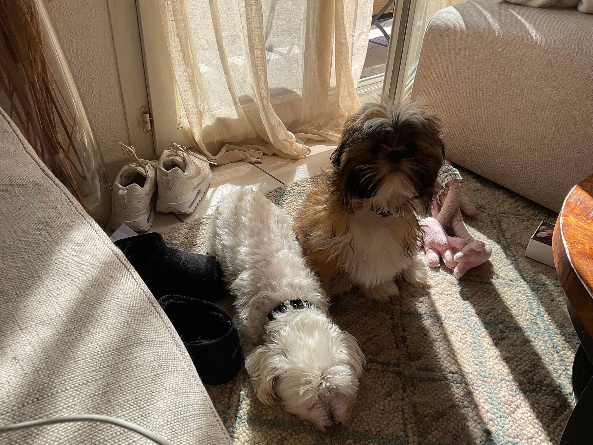 Joy a rejoint le concours — aidez-le/la à gagner de superbes lots ! carnivore, chair, comfort, companion_dog, couch, curtain, dog, dog_breed, dog_supply, flooring, fur, interior_design, living_room, mal_shi, room, small_terrier, terrier, toy_dog, window, window_treatment