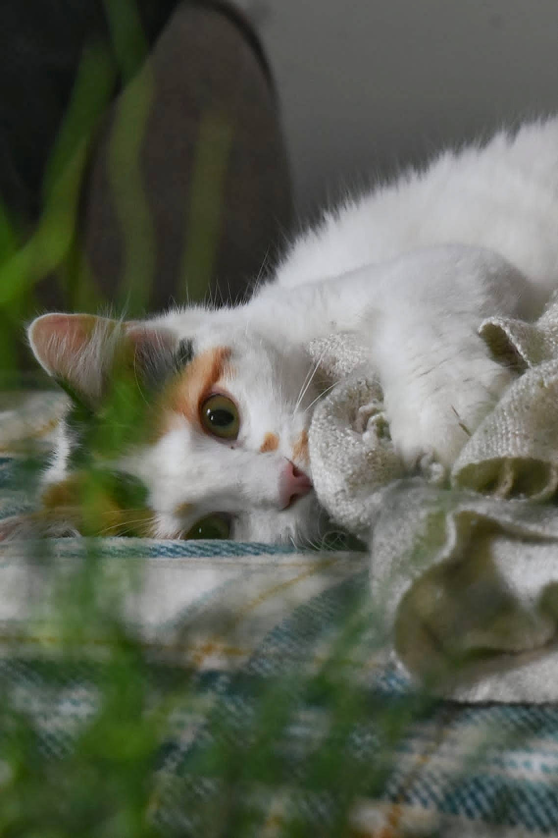 Jinx participe au concours pour gagner de l'argent avec cette photo : carnivore, cat, claw, domestic_short_haired_cat, fawn, felidae, fur, grass, paw, small_to_medium_sized_cats, snout, tail, terrestrial_animal, whiskers, wildlife