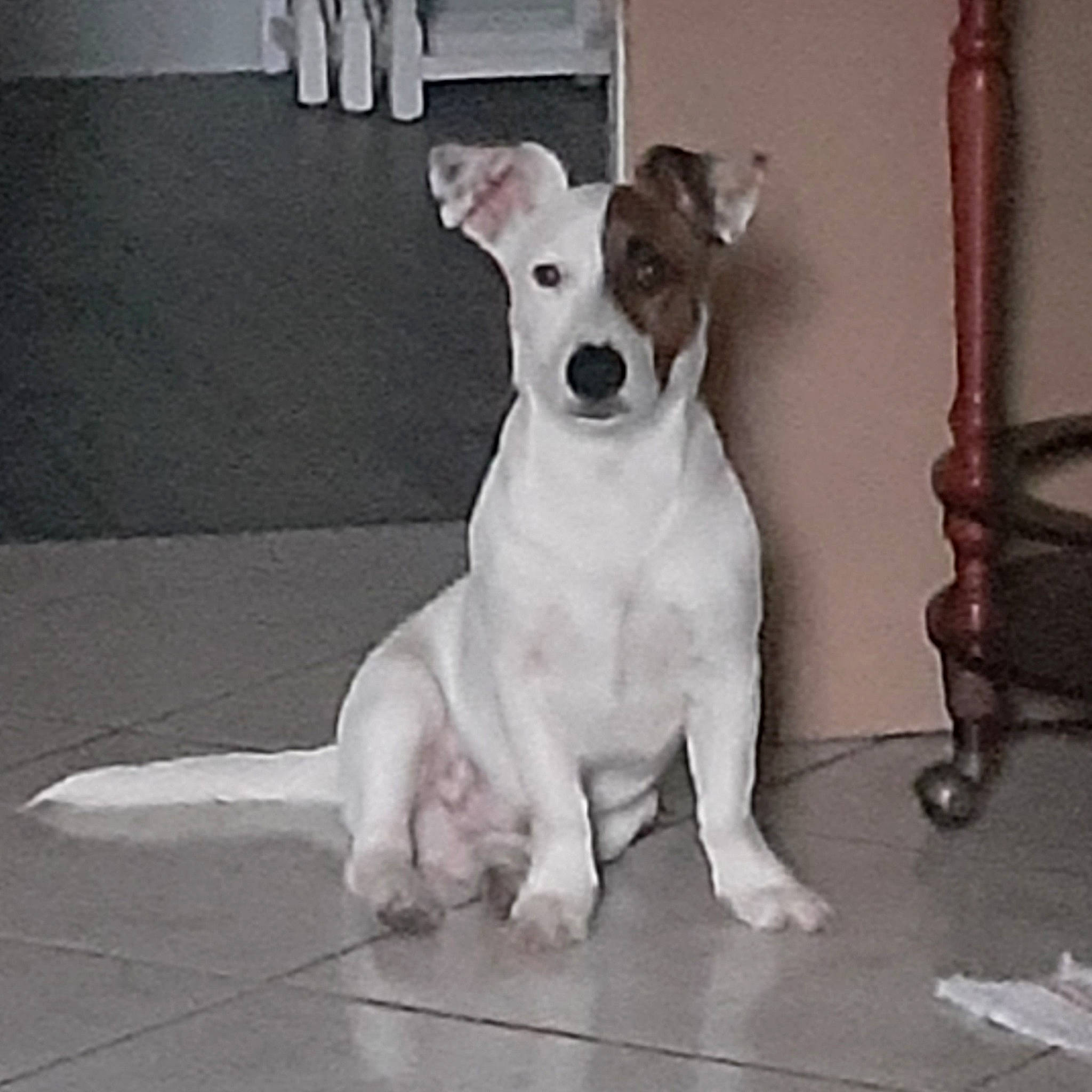 Sirius a rejoint le concours — aidez-le/la à gagner de superbes lots ! canidae, carnivore, collar, companion_dog, dog, dog_breed, dog_collar, dog_supply, fawn, monochrome, monochrome_photography, paw, pet_supply, snout, sporting_group, tail, toy_dog, whiskers, white, working_animal