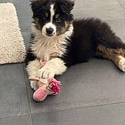 Baïko participe au concours pour gagner de l'argent avec cette photo : animal, black_fur, brown_fur, carpet, cute, dog, domestic_animal, floor, fluffy, indoor, laying_down, looking_at_camera, pet, pink_toy, playful, puppy, tile_floor, toy, white_fur, young_dog