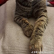 Catbob joined the competition — help win amazing prizes! cat, tabby, pet, indoor, blanket, paw, fur, striped, relaxed, cozy, animal, feline, looking, closeup, resting, home, cute, whiskers, ears, soft