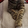 cat, tabby, pet, indoor, blanket, paw, fur, striped, relaxed, cozy, animal, feline, looking, closeup, resting, home, cute, whiskers, ears, soft