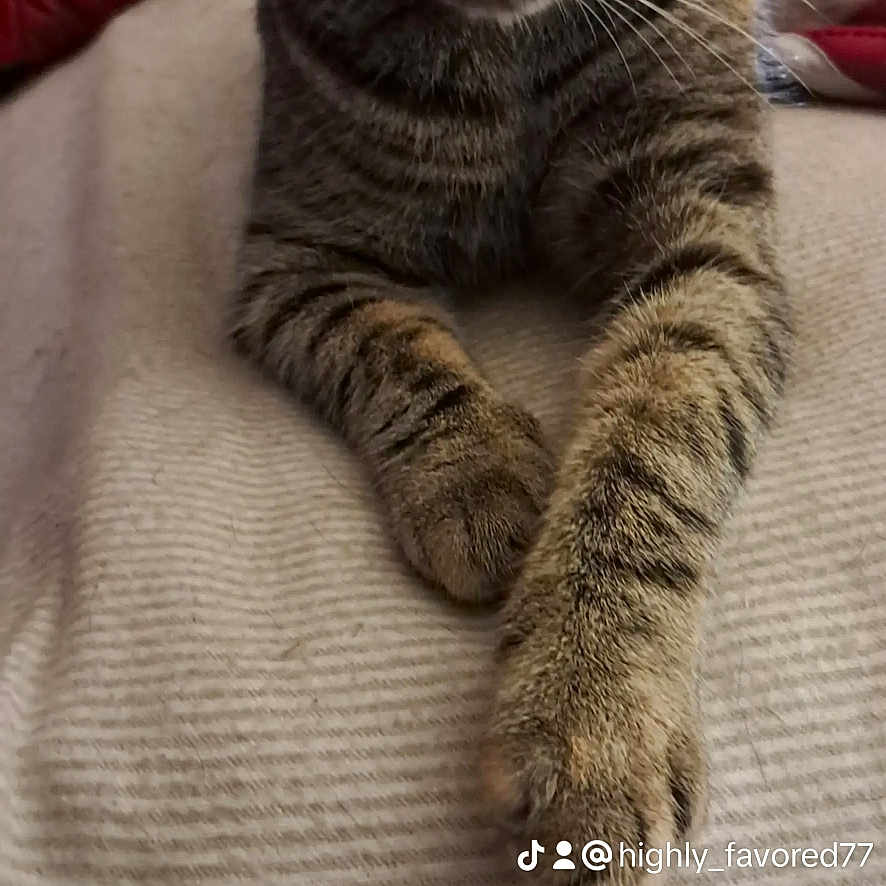 Catbob