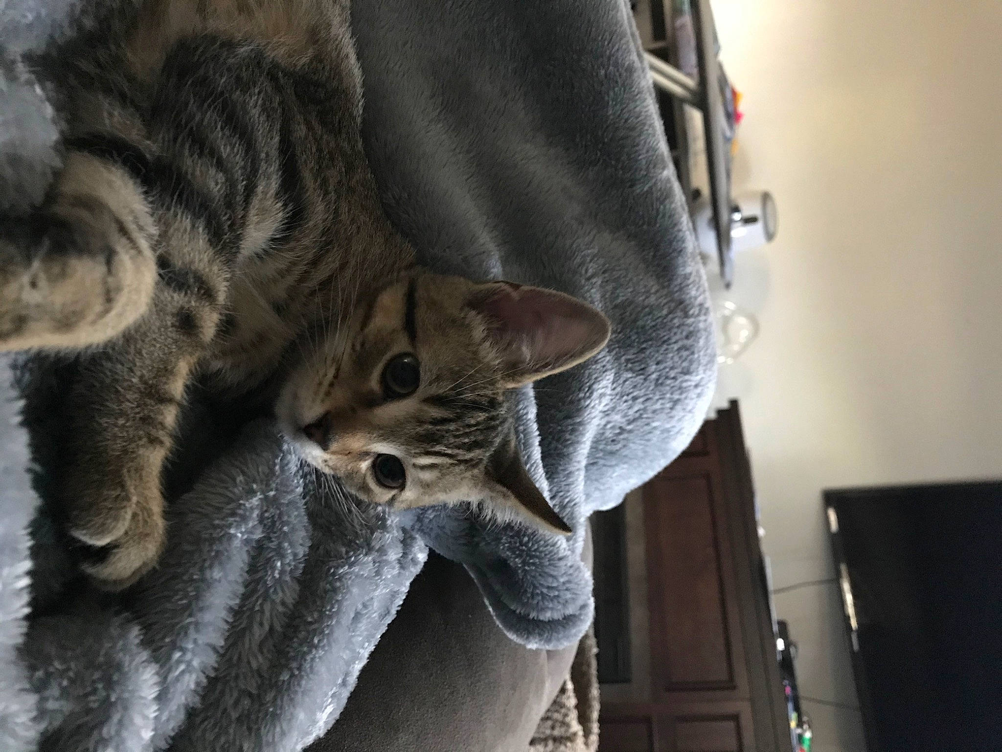 Kitkat joined the competition — help win amazing prizes! carnivore, cat, claw, domestic_short_haired_cat, felidae, fur, grey, military_camouflage, sleeve, small_to_medium_sized_cats, snout, terrestrial_animal, tree, whiskers, window, wood