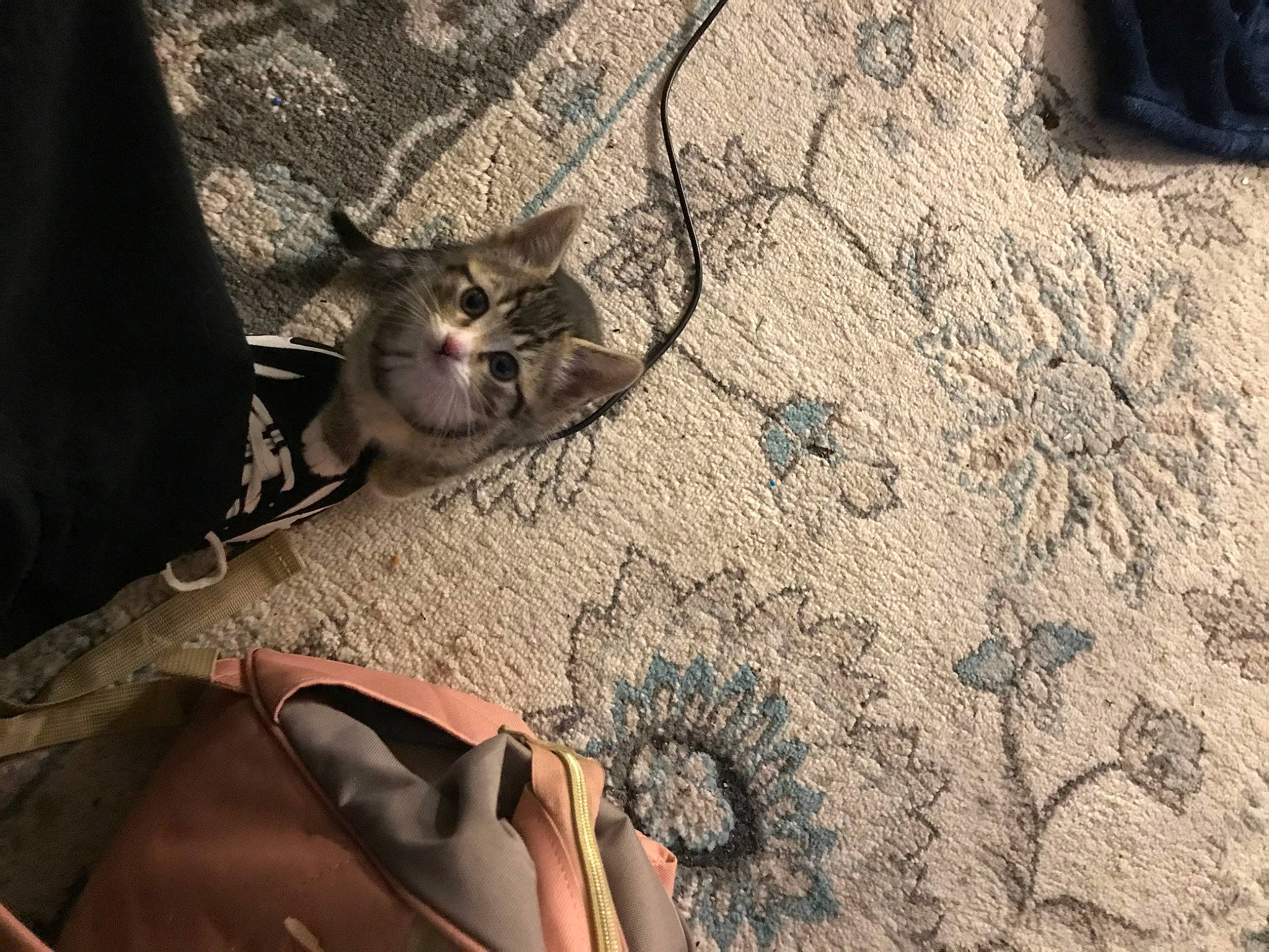 Kitkat joined the competition — help win amazing prizes! barefoot, cat, eyewear, fashion_accessory, felidae, foot, fur, human_leg, landscape, paw, road_surface, rock, sand, shadow, small_to_medium_sized_cats, soil, tail, toe, whiskers, wood