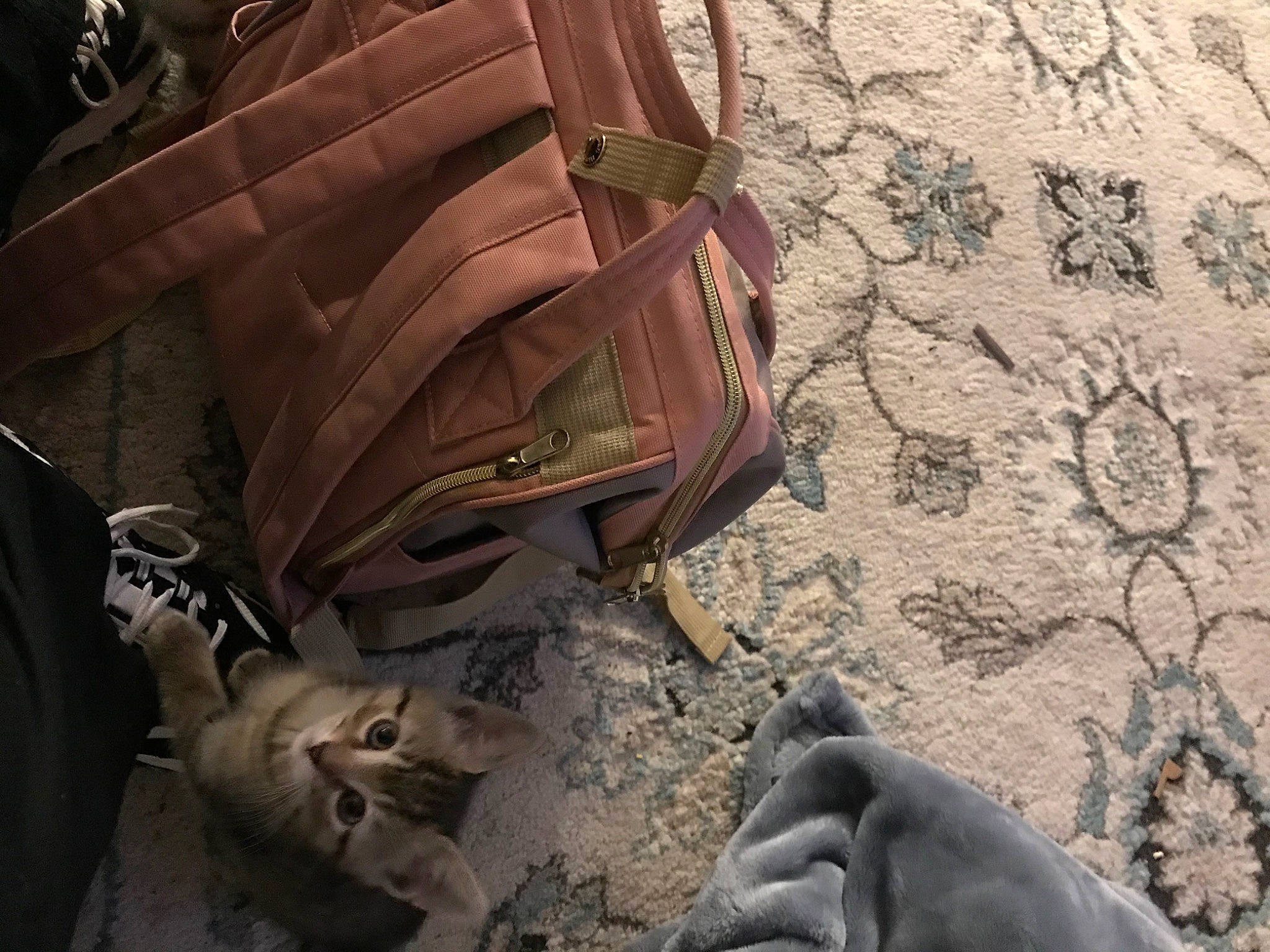 Kitkat joined the competition — help win amazing prizes! automotive_tire, automotive_wheel_system, bag, carmine, cg_artwork, flooring, foot, human_leg, metal, pattern, personal_protective_equipment, rock, shadow, soil, tints_and_shades, wood