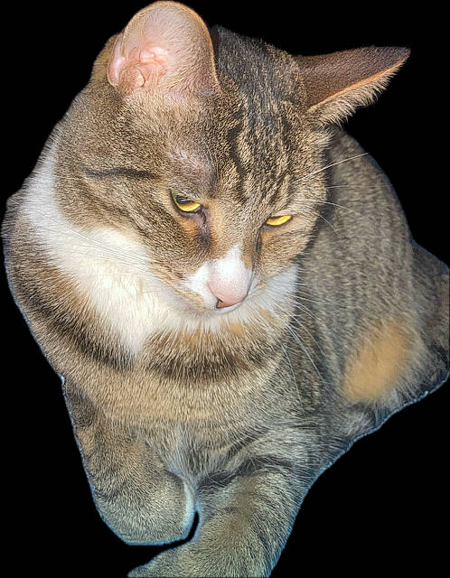 Hailey joined the competition — help win amazing prizes! carnivore, cat, claw, domestic_short_haired_cat, eye, felidae, fur, gesture, head, lynx, paw, sitting, small_to_medium_sized_cats, snout, tail, terrestrial_animal, whiskers, wildlife, window