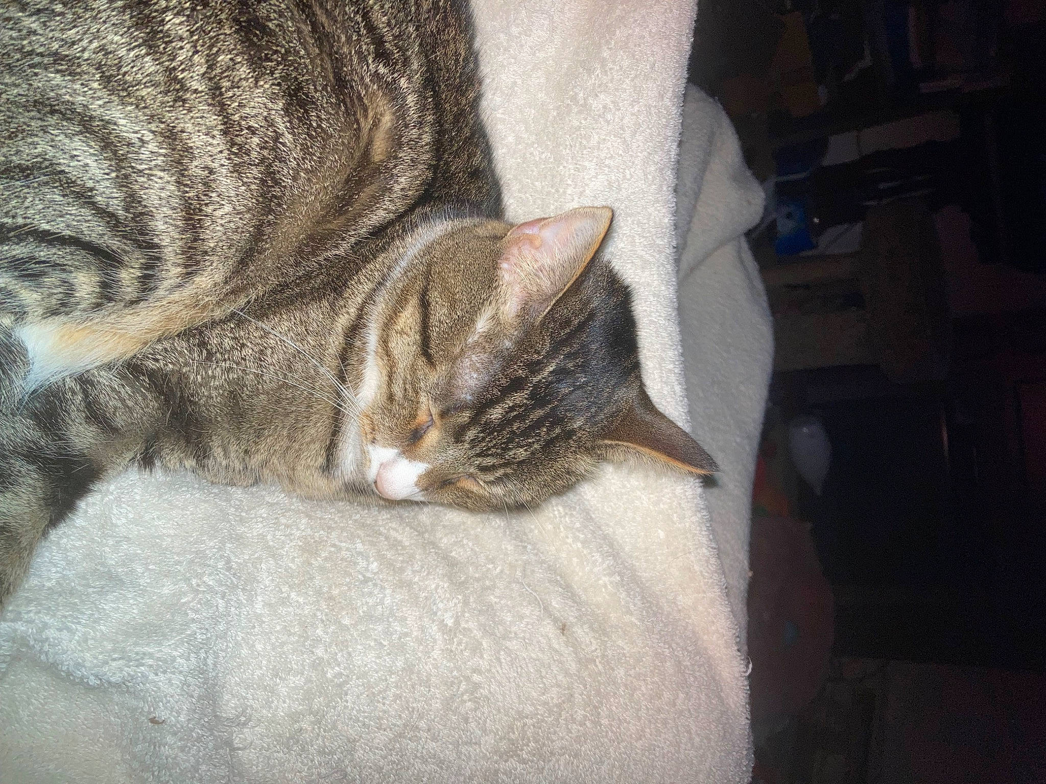 Hailey is registered to the contest to win money with this photo: blanket, carnivore, cat, comfort, domestic_short_haired_cat, eye, felidae, fur, grey, head, nap, paw, sitting, sleep, small_to_medium_sized_cats, snout, tail, terrestrial_animal, whiskers