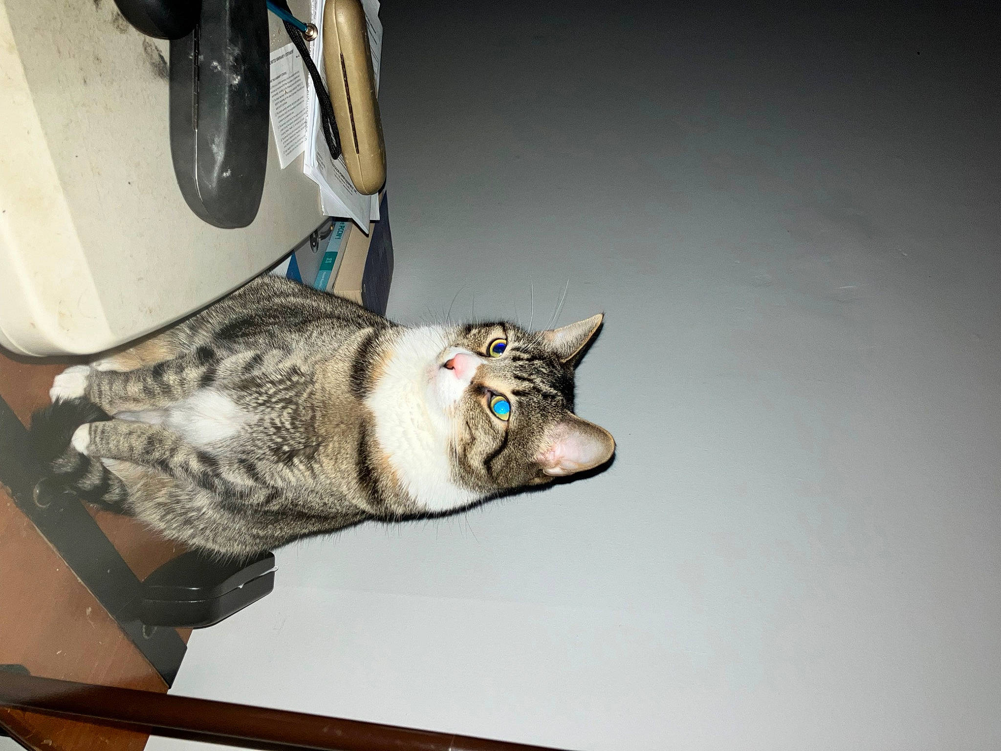 Hailey is registered to the contest to win money with this photo: canidae, carnivore, cat, domestic_short_haired_cat, felidae, fur, paw, small_to_medium_sized_cats, snout, tail, whiskers