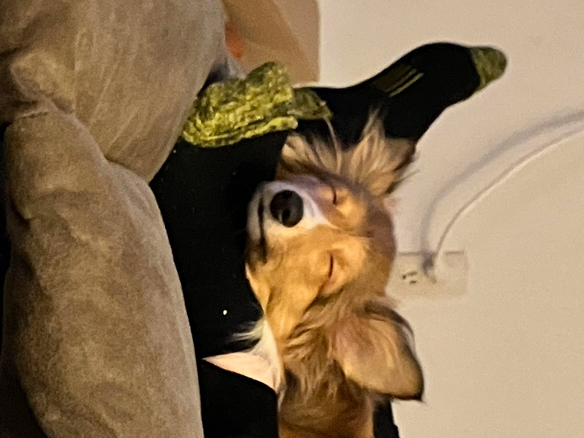 Piper is registered to the contest to win money with this photo: art, carnivore, companion_dog, dog_breed, eyewear, fashion_accessory, fawn, feather, felidae, fur, gesture, personal_protective_equipment, small_to_medium_sized_cats, snout, sporting_group, tail, toy, whiskers, wing, working_animal