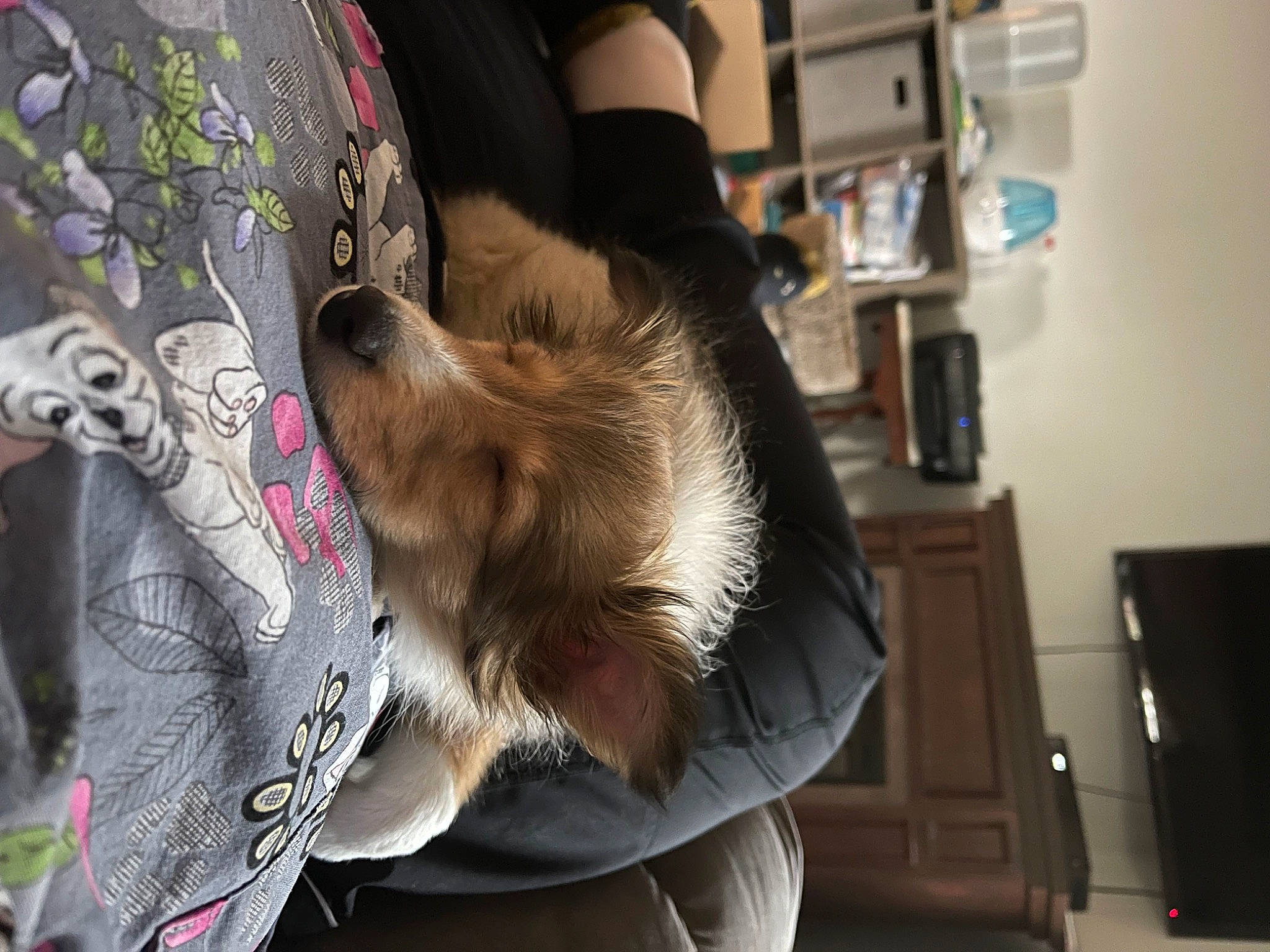 Piper is registered to the contest to win money with this photo: bangs, canidae, companion_dog, dog_breed, eyewear, fashion_accessory, felidae, fur, fur_clothing, hair_coloring, human_leg, pattern, shelf, sitting, sleeve, sunglasses, t_shirt, tattoo, visual_arts, whiskers