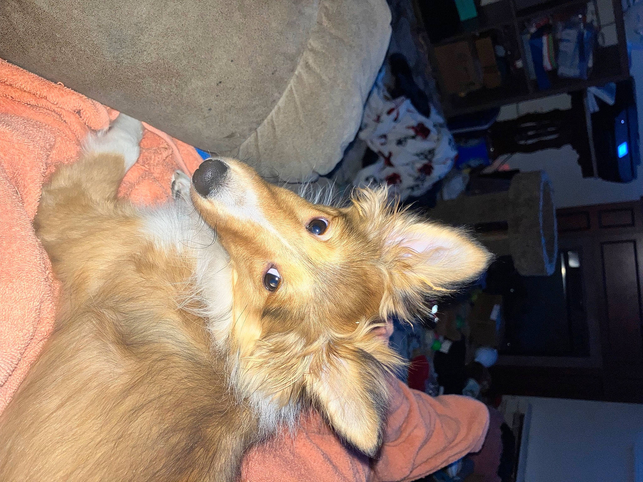 Piper joined the competition — help win amazing prizes! canidae, carnivore, claw, companion_dog, dog, dog_breed, ear, fawn, fur, paw, pomeranian, rough_collie, scotch_collie, spitz, sporting_group, whiskers, working_animal