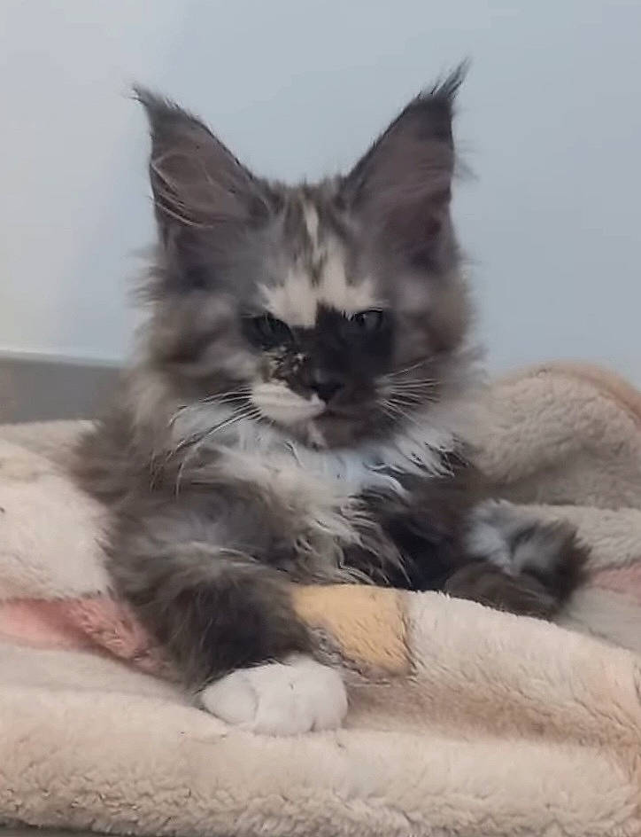 Tennessee participe au concours pour gagner de l'argent avec cette photo : british_longhair, carnivore, cat, claw, comfort, eye, felidae, fur, maine_coon, paw, ragdoll, sitting, small_to_medium_sized_cats, snout, terrestrial_animal, whiskers