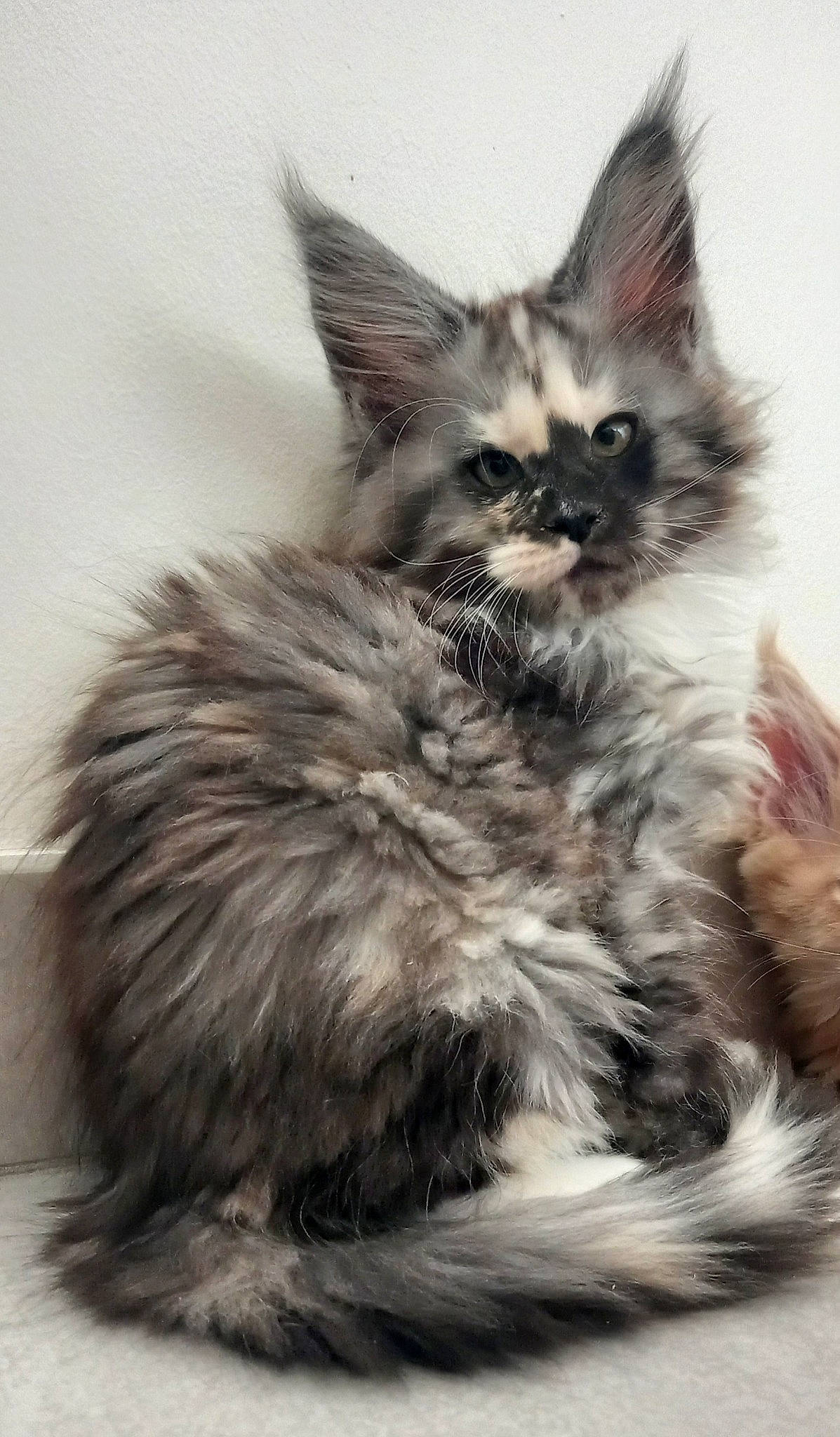 Tennessee a rejoint le concours — aidez-le/la à gagner de superbes lots ! carnivore, cat, claw, felidae, fur, grey, iris, maine_coon, monochrome, monochrome_photography, paw, sitting, small_to_medium_sized_cats, snout, tail, terrestrial_animal, whiskers