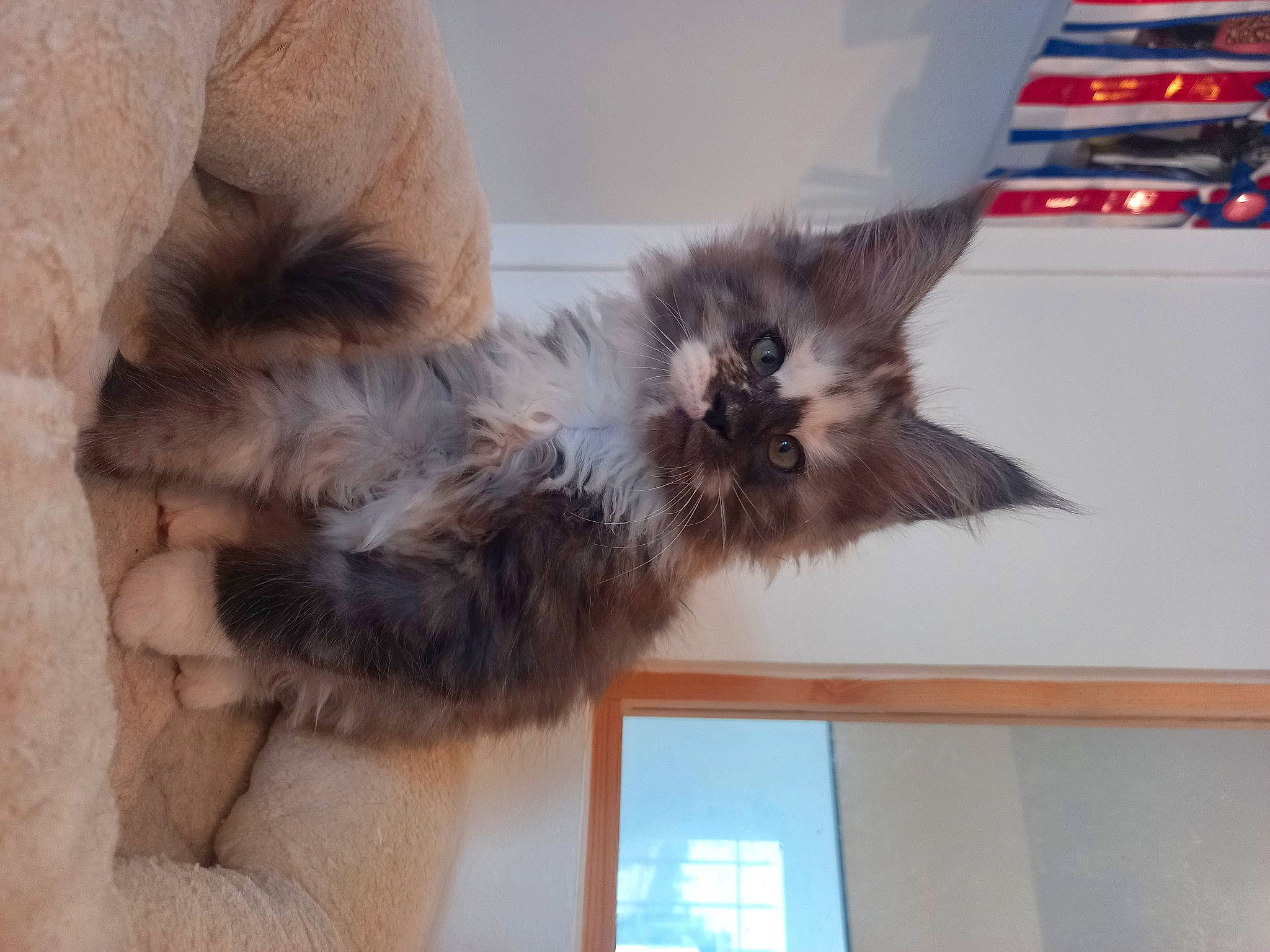 Tennessee participe au concours pour gagner de l'argent avec cette photo : british_longhair, canidae, carnivore, cat, claw, comfort, dog_breed, fawn, felidae, foot, fur, liver, paw, small_to_medium_sized_cats, snout, tail, terrestrial_animal, whiskers, window