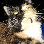 Babu joined the competition — help win amazing prizes! cat, calico, close_up, whiskers, fur, animal, pet, face, yellow_eyes, black_background, flash, macro, feline, portrait, cute, domestic_animal, fur_pattern, indoor, animal_face