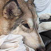 Chylynn joined the competition — help win amazing prizes! animal, black_nose, brown_fur, canine, close_up, couch, dog, domestic_animal, ear, fur, indoor, leather, pet, portrait, quiet, relaxed, resting, sleepy, snout, white_cloth