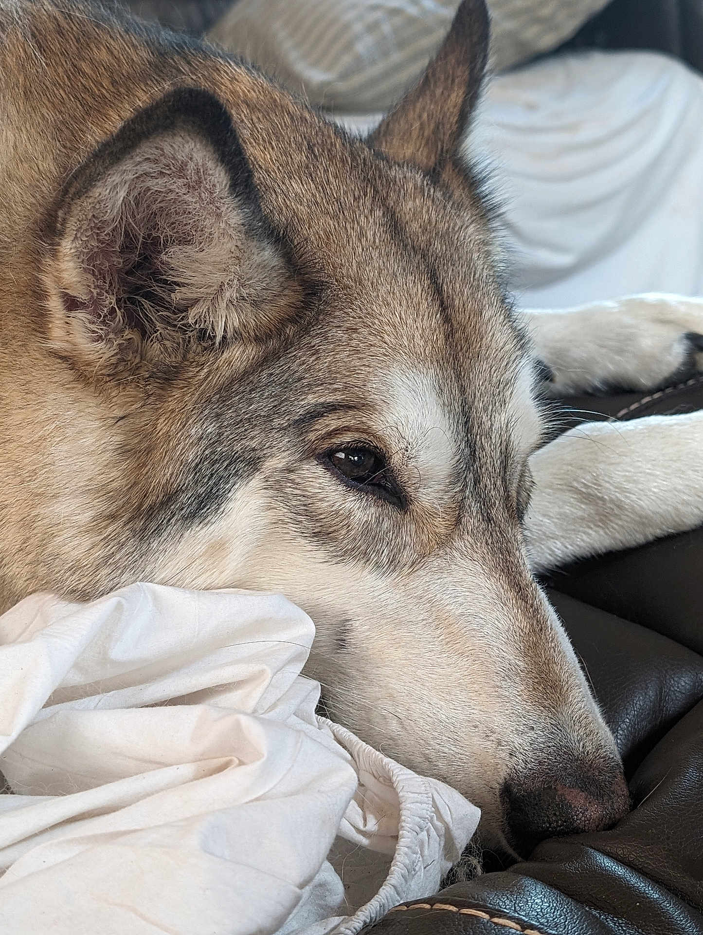 Chylynn joined the competition — help win amazing prizes! animal, black_nose, brown_fur, canine, close_up, couch, dog, domestic_animal, ear, fur, indoor, leather, pet, portrait, quiet, relaxed, resting, sleepy, snout, white_cloth