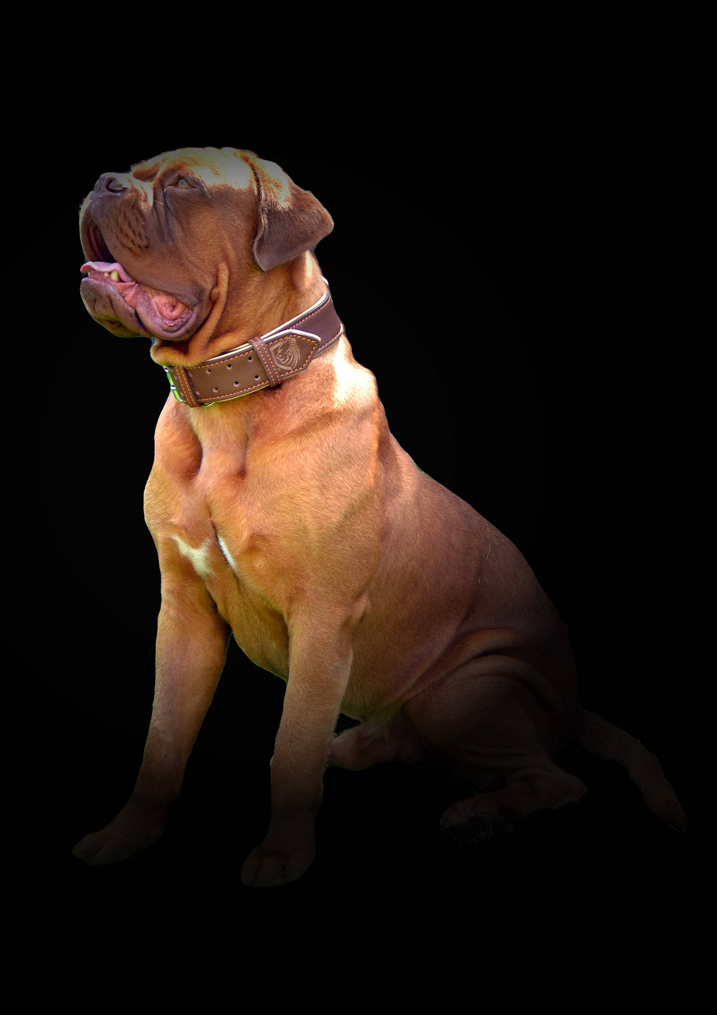 Yoshi a rejoint le concours — aidez-le/la à gagner de superbes lots ! canidae, carnivore, collar, companion_dog, darkness, dog, dog_breed, dog_collar, dog_supply, fawn, hunting_dog, leash, liver, non_sporting_group, snout, sporting_group, sunglasses, working_animal, working_dog, wrinkle