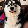 animal, blue_eyes, canine, chair, close_up, comfort, cute, dog, domestic_animal, fluffy, fur, furniture, household, husky, indoor, living_room, pet, portrait, sitting, tongue_out